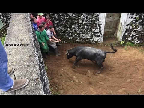 Marcação Do Gado - Ganadaria JAF - Ilha Terceira - Açores - Portugal