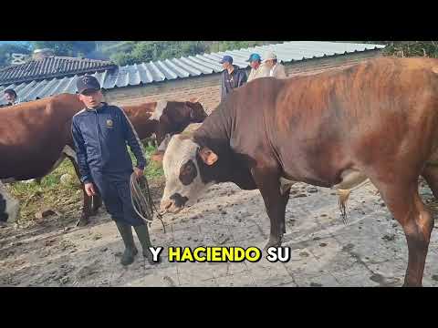 Feria Ganadera , vereda el Salitre Tausa Cundinamarca. 