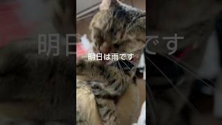 猫天気予報 #猫 #猫動画