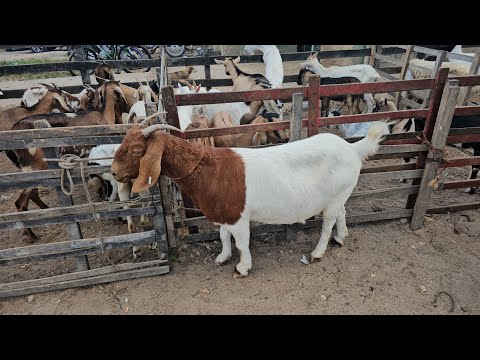 Feira dos ovinos e caprinos da Vila Folha Miúda Craíbas Al, dia 25/01/2026.