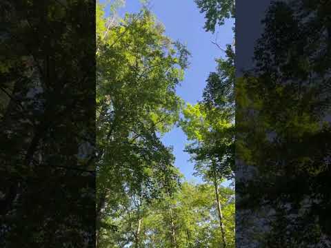 Roads in park