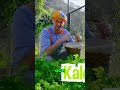 Discover The Crunchy Goodness Of Kale Chips