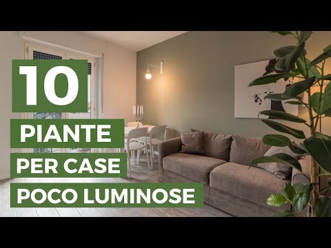 , title : '10 PIANTE per case POCO luminose'