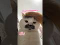 KUCING POLEM #shorts