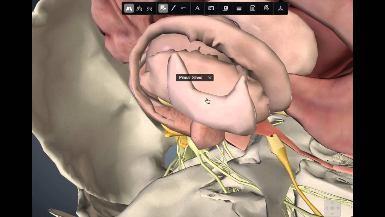 Pineal Gland Video - YouTube