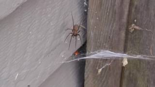 HD - *GIANT* wolf spider vs. (and devours) ladybug :(