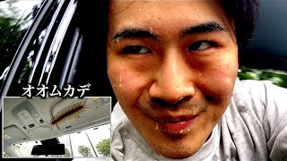 【種類別】車の中に侵入してきた虫の反応の違い。