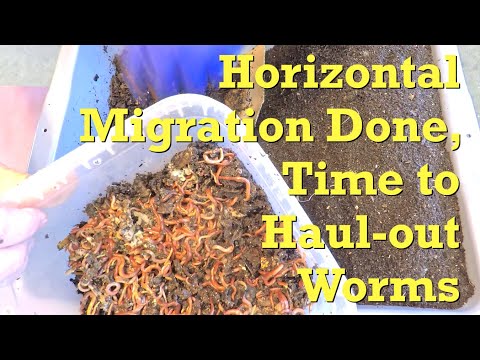 Haul-out of "version 4" red wiggler worms to launch new system - vermicompost