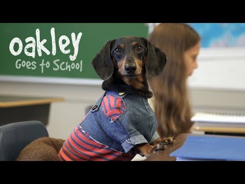 Ep 16: OAKLEY GOES TO SCHOOL — (Cute Dog Video School Day)