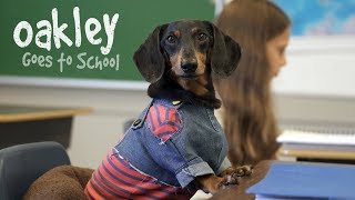 Ep 10: OAKLEY GOES TO SCHOOL - Cute Dog Video School Day