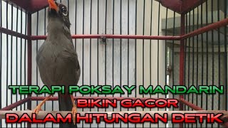 Download lagu POKSAY MANDARIN GACOR SUARA MERDU DAN KERAS PALING COCOK UNTUK PANCINGAN DAN PIKAT mp3