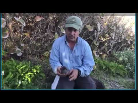 Live Nest Check on the Cahow Cam (w/ Boosted Audio) – Day 6 Post-Hatch – Mar. 8, 2017