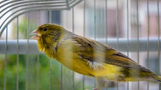 Download lagu Canary Timbrado Training Song - Suggest a Name for Him !! mp3