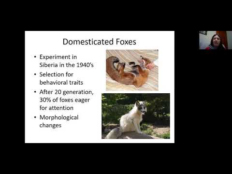 Domestication of Mammals