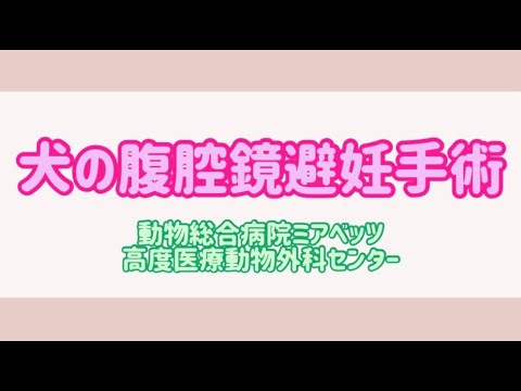 腹腔鏡下による避妊手術の動画をUPしました！ Part2 – 動物総合病院　ミアベッツ