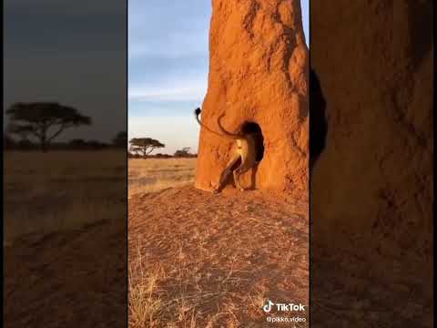 غزال ينجو من اللبؤه باعجوبه