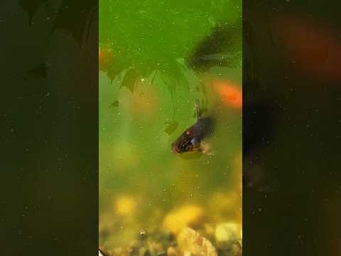 Where Spirits Sleep - Eric Heitmann & Amy Wallace #nature #shorts #aww