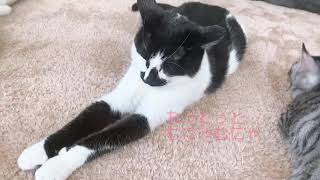 【猫カフェ】久しぶりに癒されてきました！