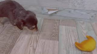 ハーフ犬の動画02