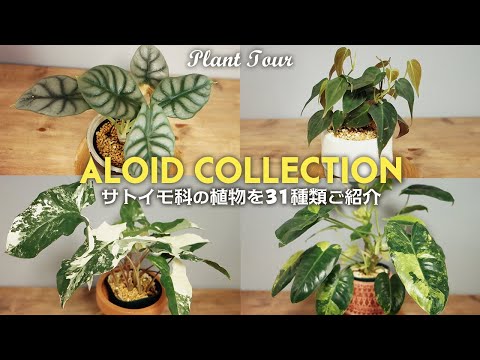 レッドペニセタム 植物