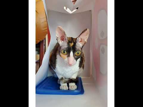 Crystal the Pet Nanny. LLC video.