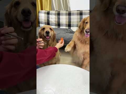 Duoduo: For the health of my daughter-in-law, I can only sacrifice me to eat meat. The cut