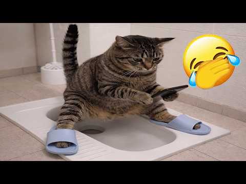 Best Funny Cat Fails & Moments 2026 😂 Nonstop Laughs