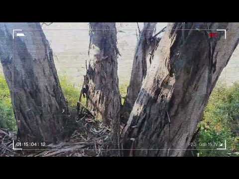 I think I'm on Isla Sorna 😨😱