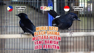 Download lagu MURAI BATU BLACK SHAMA, MUTIARA HITAM YANG BANYAK JADI REBUTAN. mp3