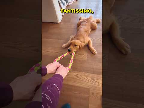 CANE PULISCE IL PAVIMENTO: Video Divertente