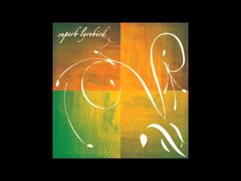 Superb Lyrebird - Still