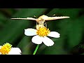 Sony 1080i HD close-ups & Macros - Nature Unleashed -