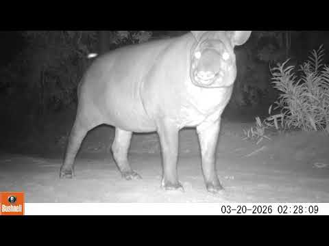 Anta (Tapirus terrestris) - monitoramento de fauna no Cerrado de Santa Rita do Pardo, MS