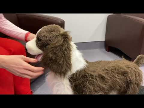 Dog Bite Prevention Safety