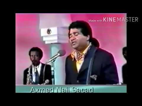 Heesta aan beer falanee