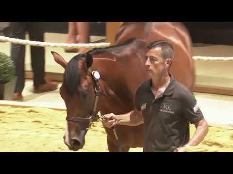 Top Price N°2 - J1 - 160 000E - N (STATUAIRE 2023) - Vente Arqana d'Ete 2025