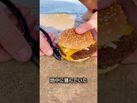 ビーチに潜む生き物