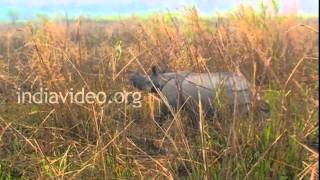 Kaziranga National Park, Assam 