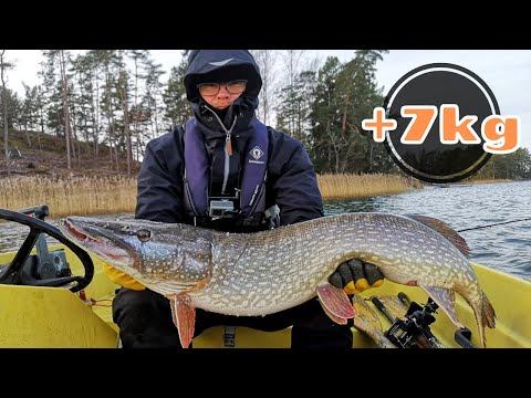 Pakkaskelissä haukijahdissa [ Hauen kalastusta marraskuussa merellä ]