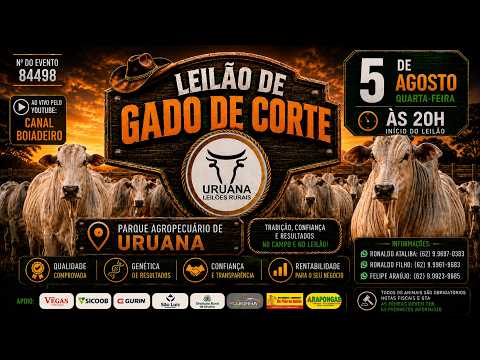 Leilão de Gado -  Uruana Leilões - Leilão de Gado de Corte em Goiás @canal.boiadeiro #live #gado