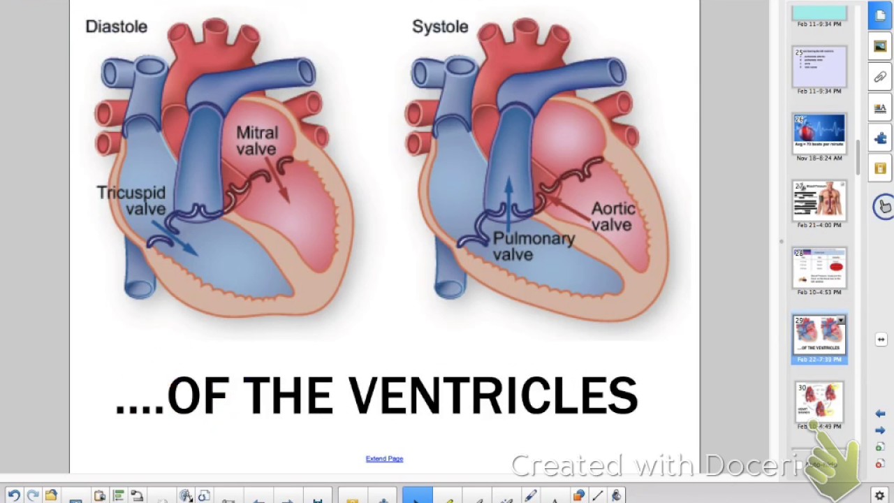 HBioReview: Ch 12 - Cardiovascular System