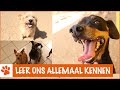 Zo veel nieuwe dieren op de opvang! | DierenpraatTV