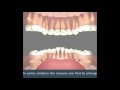The process of growing baby teeth to adult teeth: Encino Dentist Office