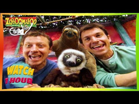 🐘 Zoboomafoo with the Kratt Brothers! HD | Full Episodes Compilation 🐘