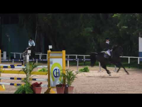 Stallion - Diamant de Semilly 9y.o