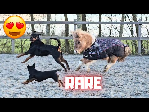 Rising Star⭐ makes strange noises | Shiney is back! Plays with the dogs and escapes! Friesian Horses