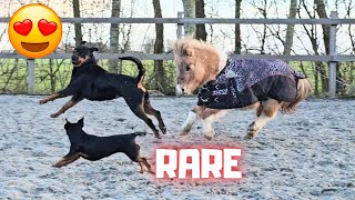 Rising Star⭐ makes strange noises | Shiney is back! Plays with the dogs and escapes! Friesian Horses