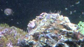 The March of the Brittle Seastars