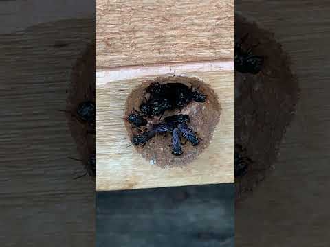 Asf tubuna conservação da espécie  #gravatal #mel #abelhasemferrão #tubuna #santacatarina