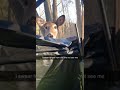 Deer Walks Up To Hunters While In There Blind POINT BLANK